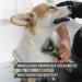 Reavet Dog & Cat Brush for Long Hair - Underwool Removal Massage Effect XS-S Size - Buy Online on GoSupps.com