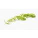 Lincspplants 8X Live Floating Plants Hornwort Fast Growing Aquarium Plant - Buy Online on GoSupps.com