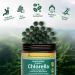 Biogenesis Total Wellness Green Stack: Spirulina Mini Tablets (1000 Count 200mg) & Chlorella Tablets (300 Count 500mg) Plant-Based Energy Immunity & Detox Support Vegan Non-GMO 2 Pack Kit - Buy Online on GoSupps.com