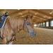 Tahoe Tack Double Layer Nylon Headstall with Reins - Pink Full Size - Buy Online on GoSupps.com