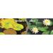 Blagdon Flora Boost Pond Plant Food Fertilizer - 250ml | Promotes Growth & Blooms, Prevents Algae | Treats 2273L - Buy Online on GoSupps.com