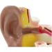 3 Times Enlargement Ear Anatomy Model - Human Ear Model - Showing Major Regions of The Ear 4 Part with Base for Biology Medical Teaching Tool - Buy Online on GoSupps.com