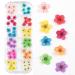 CHANGAR 3D Nail Dried Flowers Sticker Set - Real Five Petal Flower & Leaf Gypsophila Dry Flower Nail Art Decoration Kits (2 Boxes) - Buy Online on GoSupps.com
