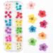 Valuu 3D Nail Dried Flowers Sticker 60 Five Petal Flower 12 Colors Natural Real Dry Flower Nail Stickers (60 Flowers)