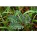 SAFLAX - Echte Mimose - 70 Samen - Mimosa pudica - Buy Online on GoSupps.com