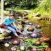 FGX 3 LED Color-Changing Lotus Light - Waterproof Battery-Operated Lantern for Garden Aquarium & Pool Decorations - Buy Online on GoSupps.com