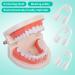 KMZ 4PCS Full Teeth Protection Mouth Guard for Bruxism - Universal Night Guard for Men and Women - Prevents Teeth Grinding and Promotes Restful Sleep - Buy Online on GoSupps.com