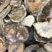 1pc raw Natural Silicified Wood Quartz s Rough Crystal Grain Stone Crafts for Decorative Gift Natural Stones and Minerals - Buy Online on GoSupps.com