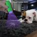 Leagy 2-Pack Mini UV Flashlight - 9 LEDs Pet Urine Detector & More | Ideal for Dogs Cats Fluorescent Agents & Bed Bugs - Free Shipping Worldwide - Buy Online on GoSupps.com