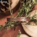 Cigmag 9X Lymphatic Drainage Copper Magnetic Bracelet for Women - Tree of Life Pattern | Adjustable Ultra Strength Magnet | 99% Pure Copper | Gift Box Included - Buy Online on GoSupps.com