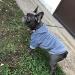 Ducomi 100% Cotton Hooded Dog Sweatshirt - Warm Monochrome Sweater for All Breeds - XS to 9XL Sizes - Gray (M) - Buy Online on GoSupps.com