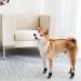 SCENEREAL Double Side Anti-Slip Dog Socks 3 Pairs Large - Non Slip Paw Protectors for Indoor Use on Hardwood Floors - Prevent Scratching and Licking - Grey Pearl Paw Design - Buy Online on GoSupps.com