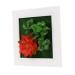 HOMSFOU 1pc Plant Photo Frame Plants Picture Frames Home Decor Succulent Plant Housewarming Gift Artificial Succulent Wall Art Plant Photo Frame Wall Household Plastic Red 15.5X15.5CM