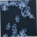 50pcs Mini Acrylic Baby Pacifiers - Perfect Party Favors & Decorations in Blue | Ideal for Baby Showers & Events - Buy Online on GoSupps.com