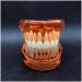Transparent Dental Model for Adult Dentists | Realistic Teeth & Gums for Teaching & Demonstration - International Shipping - Buy Online on GoSupps.com