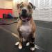 Front No-Knuckling Training Sock for Small Dogs | Supports Proper Paw Movement - Buy Online on GoSupps.com