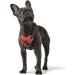 HUNTER DIVO Dog Harness XS | Red/Grey | Adjustable 34-47 cm | International Shipping Available - Buy Online on GoSupps.com