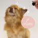 Kin+Kind Natural Dog Ear Cleanser | 4 fl oz | Gentle & Effective Pet Care - Buy Online on GoSupps.com