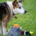 Petface Honking and Squeaky Duck Plush Dog Toy - Interactive Pet Play Toy - Buy Online on GoSupps.com