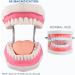 Mounw 6-Fold Enlarged Tongue-Mouth Model for Speech Therapy & Child Tooth Care - Includes Toothbrush | International Shipping Available - Buy Online on GoSupps.com