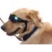 Pet Glasses Dog Sunglasses Dog Glasses Golden Retriever Samoyed Sunglasses Goggles Big Dog Sunglasses (Black) - Buy Online on GoSupps.com