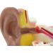 Ear Anatomy Model Expansion Display Educational Tool Teaching Model School Learning Tool Ear Model Structure - Buy Online on GoSupps.com
