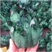 Natural Crystal Rough Stone Crafts Natural Green Ghost Phantom Quartz Crystal Cluster Crystal Druse Specimen Minerals Reiki - Buy Online on GoSupps.com