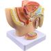 Life Size Male Pelvis Anatomy Model 1:2 - Detailed Reproductive System & Prostate Model for Educational Display - Buy Online on GoSupps.com