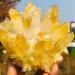 Natural Crystal Rough Natural Citrine Yellow Phantom Quartz Crystal Cluster Specimen Beautiful Natural Crystal Stone QINTINYIN (Size : 250-300g) - Buy Online on GoSupps.com