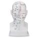 Acupuncture head model with acupuncture point markings wide cover for facial treatments training props exquisite processing soft PVC approx. 11.8 inches