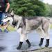 KOOLTAIL Anti-Slip Dog Boots 4 Pack - Waterproof Adjustable Dog Socks for Medium & Large Dogs - Durable Pet Paw Protector for Indoor/Outdoor - X-Large - Buy Online on GoSupps.com