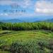 Taiwan unique tea Chin-Shin-Oolong Shanlinxi top honey fragrant imperial concubine tea 150g*4 - Buy Online on GoSupps.com