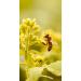 Buy 250g Yellow Mustard Seeds - Authentic German Cultivation - Spicy Mustard Seeds for International Shipping - Buy Online on GoSupps.com
