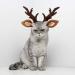 POPETPOP Dog Antlers Costume-Dog Elk Antler Reindeer Hat Cap Cat Christmas Costume Outfits Cat Headwear Small Big Dog Hat Headwear Hair Grooming Accessories-Large - Buy Online on GoSupps.com
