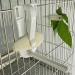 2Pcs Bird Fruit Feeder Cuttlefish Clip Pet Parrot Feeding Dispenser Clip Fruit Vegtable Cuttlefish Bone Clamp for Bird Hamster Cockatiel Parakeet Parrot Pet Critter Cage - Buy Online on GoSupps.com