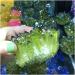 Green Natural Crystal Electroplate Cluster Stone RawCrystals Rock Specimen Home Decor Gifts Room Decoration Full of Texture 300-350g - Buy Online on GoSupps.com