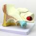Medical Human Ear Model Outer and Middle Ear and Inner Ear ENT Ear Structure Model Ear Structure Model - Buy Online on GoSupps.com