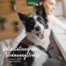 AniForte Stomach & Intestines Dog Tablets 90 Pieces for Acute Diarrhea & Gastrointestinal Health | Prebiotics for Intestinal Flora - Buy Online on GoSupps.com