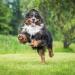 Ourons 500ml Hemp Oil for Dogs - Cold Pressed & Food Grade - Buy Online on GoSupps.com