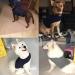 Anti-Fear Dog Jacket - Stress Reduction Shirt for Pets | Light Gray M | Calm & Comfort During Thunder - Buy Online on GoSupps.com
