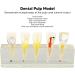 Endodontic Model - Stable Portable Dental Pulp Model for Practice & Teaching | International Shipping - Buy Online on GoSupps.com