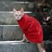 Shop Soft Cotton Dog Sweaters for Small Dogs | Winter Warmth & Style for Your Chihuahua - Buy Online on GoSupps.com