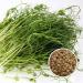 500g Organic Germs Mixing Pans - 5x100g Mung Beans Alfalfa Peas Lentils Chickpeas Sprouts | Microgreens Kit for Healthy Growth - Buy Online on GoSupps.com