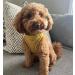 Bunty Medium Dog Harness & Puppy Harness - Durable Lightweight Design Breathable Comfy Padded Reflective Trim - Anti Pull Dog Harness Medium Lead Attachment Easy Fit - Yellow Medium Yellow - Buy Online on GoSupps.com