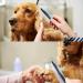 Professional Pet Comb Dogs Grooming Comb Pet Grooming Comb for Dog Cat Etc Multifunction Stainless Steel Teeth Home(Blue) - Buy Online on GoSupps.com