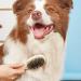 Double Sided Wooden Dog Brush for Grooming & Cleaning | 2-in-1 Pin & Bristle Soft Pet Hair Brush for Dogs & Cats | Long or Short Haired | Eco-Friendly - Buy Online on GoSupps.com