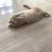 MeoHui Fur Mice Cat Toys 12PCS - Rattling Catnip Cat Toys for Interactive Play | Realistic Size with Rattle Sound | Catnip Filled Mouse Toy for Indoor Cats and Kittens - Buy Online on GoSupps.com