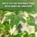 Buy Garden of Life MyKind Organics Cough & Mucus Immune Syrup 5 fl oz â€“ Natural Relief & Support - Buy Online on GoSupps.com