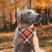 SLSON 14 Pack Dog Bandanas Plaid Dog Scarf Washable Triangle Pet Bibs Kerchief for Puppy Small Dog and Medium Dog Cat Pets - Buy Online on GoSupps.com