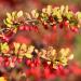 Nature's Answer Barberry Root Organic 1oz | Immune Support & Digestive Health - Buy Online on GoSupps.com